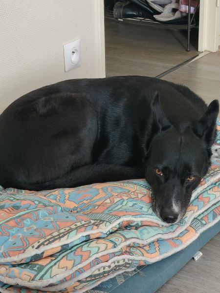 Donne IPA border collie  berger australien femelle 5 ans - Vienne