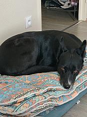 Donne IPA border collie  berger australien femelle 5 ans - Vienne