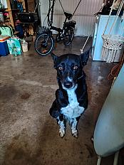 Donne IPA border collie  berger australien femelle 5 ans - Vienne - Photo 2