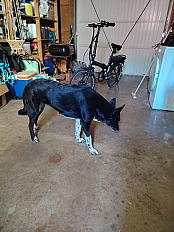 Donne IPA border collie  berger australien femelle 5 ans - Vienne - Photo 3