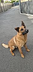 Donne Rocket berger malinois mâle 5 ans - Yvelines