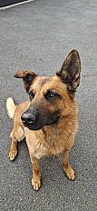 Donne Rocket berger malinois mâle 5 ans - Yvelines - Photo 2