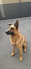 Donne Rocket berger malinois mâle 5 ans - Yvelines - Photo 3