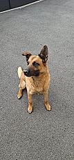 Donne Rocket berger malinois mâle 5 ans - Yvelines - Photo 4