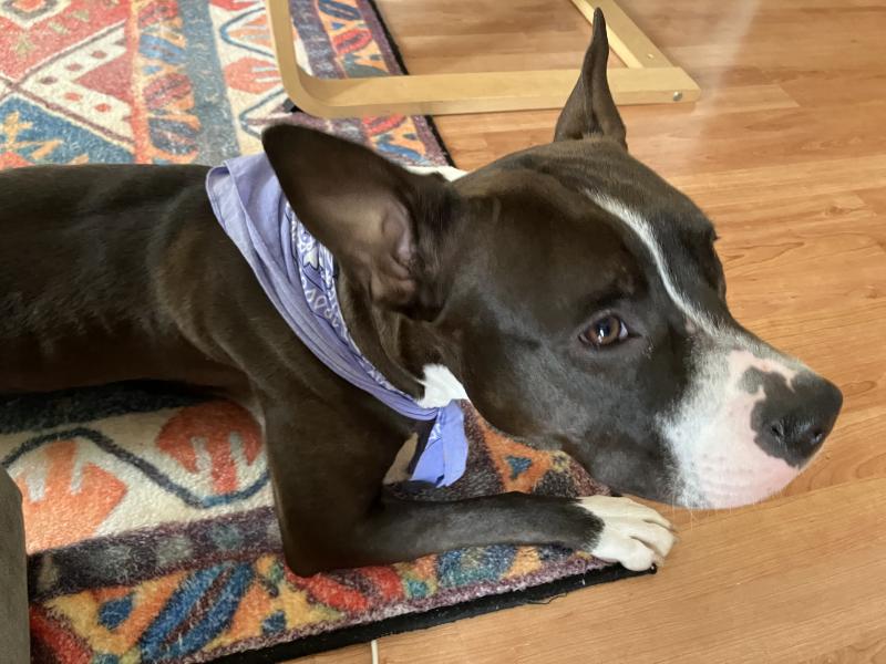 Donne american bully croisé femelle 2 ans - Ille et Vilaine