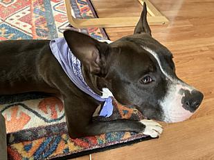 Donne american bully croisé femelle 2 ans - Ille et Vilaine