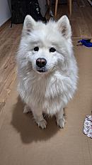 Pancake - Femelle Samoyède de 7 ans à adopter