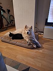 Pancake - Femelle Samoyède de 7 ans à adopter - Photo 2