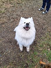 Pancake - Femelle Samoyède de 7 ans à adopter - Photo 4
