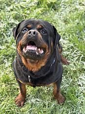 Donne Simba rottweiler mâle 5 ans - Sarthe - Photo 2