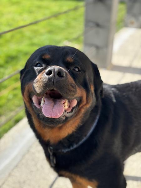 Donne Simba rottweiler mâle 5 ans - Sarthe