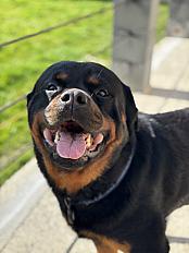 Donne Simba rottweiler mâle 5 ans - Sarthe