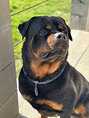 Donne Simba rottweiler mâle 5 ans - Sarthe - Photo 3