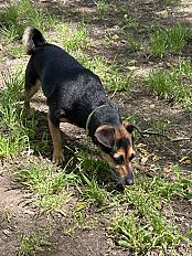 Donne Nyla, pinscher autrichien femelle 6 ans - Yvelines - Photo 2