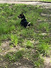 Donne Nyla, pinscher autrichien femelle 6 ans - Yvelines - Photo 3