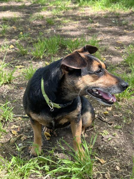 Donne Nyla, pinscher autrichien femelle 6 ans - Yvelines