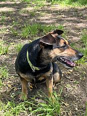 Donne Nyla, pinscher autrichien femelle 6 ans - Yvelines