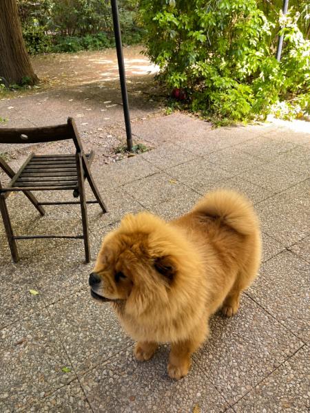 Donne chow chow femelle 1 an et 2 mois - Val de Marne