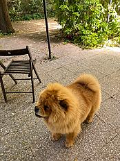 Donne chow chow femelle 1 an et 2 mois - Val de Marne