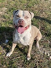 Donne american bully xl mâle 4 ans - Marne - Photo 3