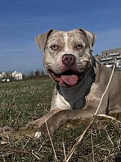 Donne american bully xl mâle 4 ans - Marne - Photo 2