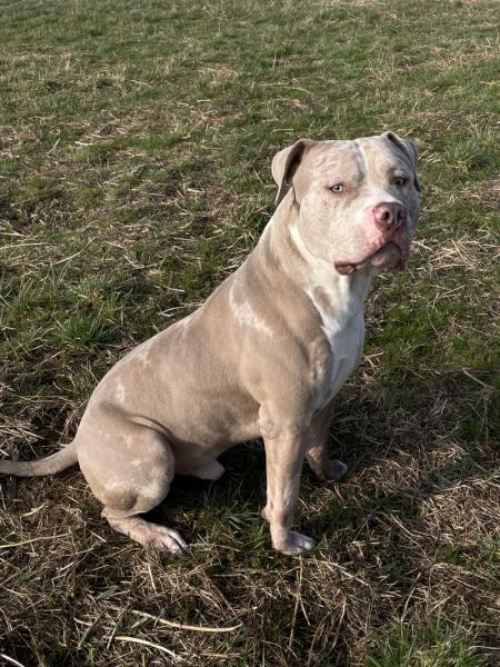 Donne american bully xl mâle 4 ans - Marne