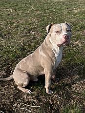 Donne american bully xl mâle 4 ans - Marne