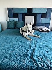 Donne husky blanc mâle 1 an et 5 mois - Gard - Photo 2