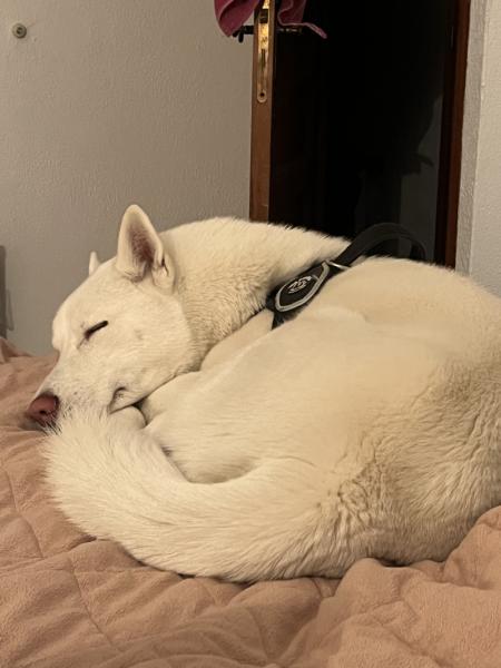 Donne husky blanc mâle 1 an et 5 mois - Gard