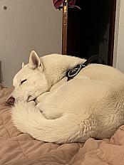 Donne husky blanc mâle 1 an et 5 mois - Gard