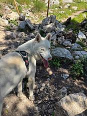Donne husky blanc mâle 1 an et 5 mois - Gard - Photo 3