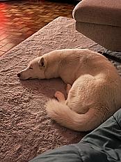 Donne husky blanc mâle 1 an et 5 mois - Gard - Photo 4
