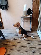 Donne Voyou beagle mâle 19 mois - Saone et Loire - Photo 2