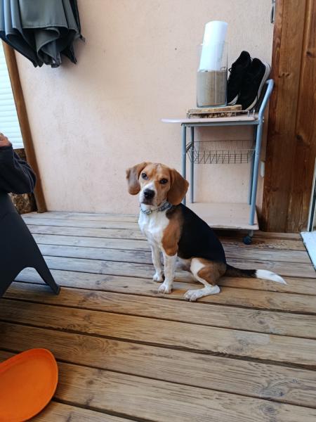 Donne Voyou beagle mâle 19 mois - Saone et Loire
