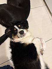 Donne chiot berger australien femelle 7 mois - Pyrénées Orientales - Photo 2