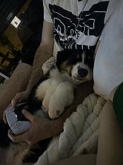 Donne chiot berger australien femelle 7 mois - Pyrénées Orientales - Photo 3