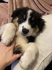 Donne chiot berger australien femelle 7 mois - Pyrénées Orientales