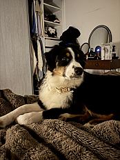 Donne chiot berger australien femelle 7 mois - Pyrénées Orientales - Photo 5