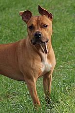 Donne Ulka staffie femelle 3 ans - Somme - Photo 3