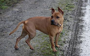 Donne Ulka staffie femelle 3 ans - Somme - Photo 2