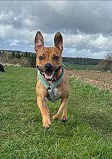 Donne Ulka staffie femelle 3 ans - Somme - Photo 4