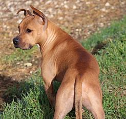 Donne Ulka staffie femelle 3 ans - Somme