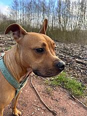 Donne Ulka staffie femelle 3 ans - Somme - Photo 5