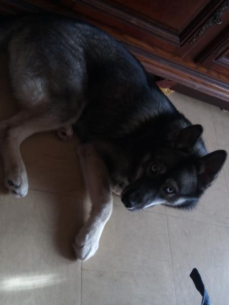 Donne husky poil loup mâle 1 an - Finistère