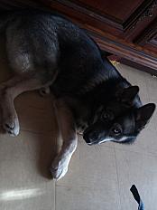 Donne husky poil loup mâle 1 an - Finistère