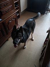 Donne husky poil loup mâle 1 an - Finistère - Photo 3