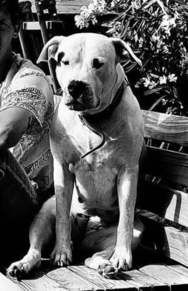 Donne dogue argentin femelle 4 ans - Landes