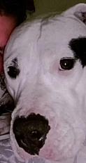 Donne dogue argentin femelle 4 ans - Landes - Photo 2