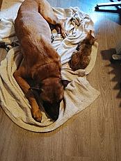 Donne malinois croisé mâle 5 ans - Nord - Photo 2