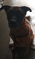 Donne malinois croisé mâle 5 ans - Nord - Photo 3